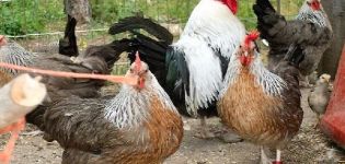Beschreibung der dreifarbigen Hühnerrasse, Haftbedingungen und Ernährung