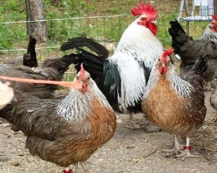 Opis trójkolorowej rasy kurczaków, warunków bytowania i diety