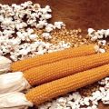 Navne på sorter af majs til popcorn, deres dyrkning og opbevaring