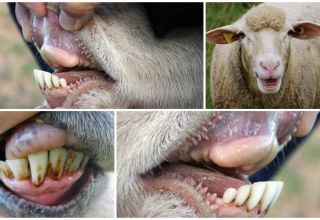 Dantų skaičius avinuose ir žandikaulio struktūra, kaip pagal juos nustatyti amžių