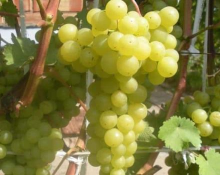 Vynuogių veislės „Korinka Russkaya“ aprašymas ir savybės, pranašumai ir trūkumai, auginimas