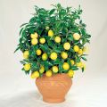 Reglas y esquema para podar y formar una corona de limón en casa para fructificar en una maceta para principiantes.