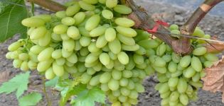 Descripción y características de las uvas pasas variedad Siglo, cultivo y cuidados
