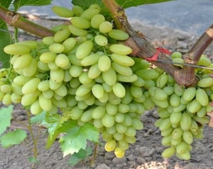 Razinų vynuogių veislės aprašymas ir savybės Amžius, auginimas ir priežiūra