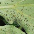 How to get rid and deal with aphids in zucchini, how to process them