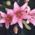 Do I need to dig lilies for the winter, preparing a shelter, when to cut and how to store