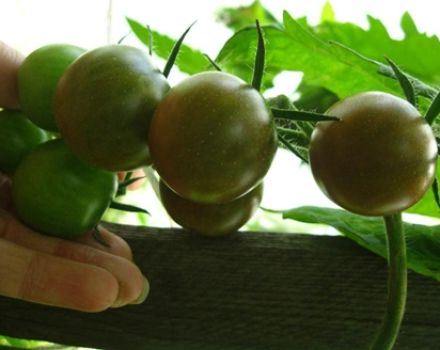 Características y descripción de la variedad de tomate Dikovinka, su rendimiento.