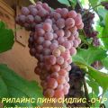 Beskrivning och egenskaper för druvsorten Rylines Pink Sidlis, historia och odlingsregler