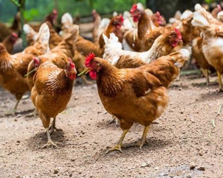 Description des poulets de la race rouge Kuban et règles d'entretien