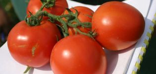 Beskrivning av North Blush-tomatsorten och dess egenskaper