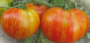 Mô tả về giống cà chua Fat Boatswain và đặc điểm của nó