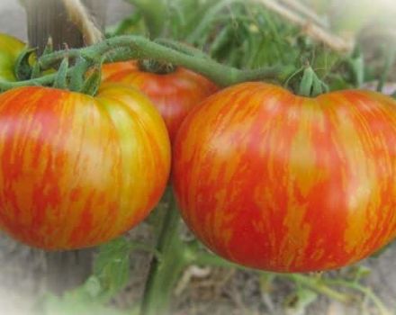 Descripción de la variedad de tomate Fat Boatswain y sus características