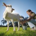 Ką daryti, jei ožka visai neduoda pieno, ir problemos sprendimo būdai