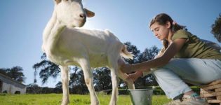 Qué hacer si la cabra no da leche por completo y métodos para resolver el problema.