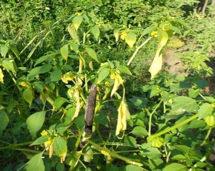 Aké sú choroby a škodcovia Physalis, prečo sa listy rastlín menia na žlté a ich ošetrenie