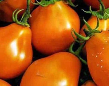 Pomidorų veislės „Orange Pear“ aprašymas, jo savybės ir produktyvumas