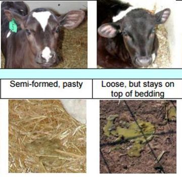 Orsaker till diarré hos en kalv och hur man behandlar den snabbt och effektivt hemma