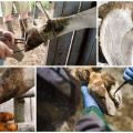 Алат за обрезивање крава код куће и упутства