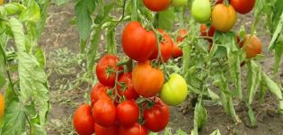 Beschrijving van de tomatenvariëteit Klepa, kenmerken van teelt en verzorging