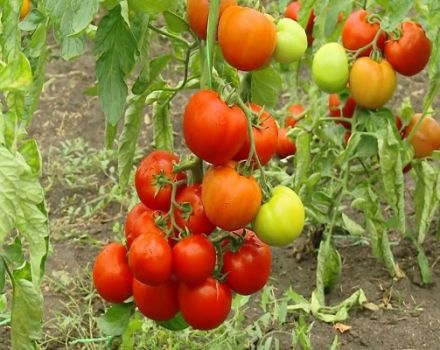 Pomidorų veislės Klepa aprašymas, auginimo ir priežiūros ypatybės