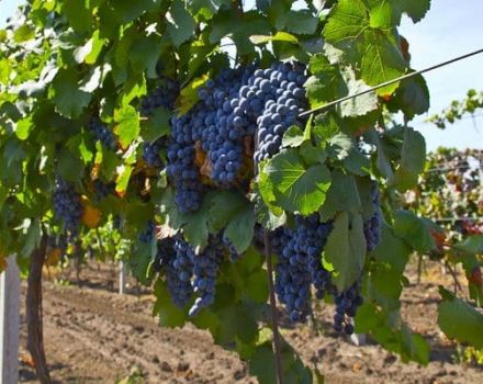 Malbec vynuogių veisimo istorija, aprašymas ir savybės, auginimas ir priežiūra
