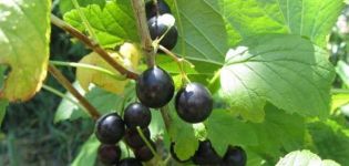 Beskrivning av vilda vinbär (resa), där den växer, odling och vård