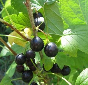 Beskrivning av vilda vinbär (resa), där den växer, odling och vård