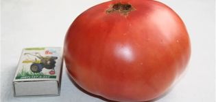 Características y descripción de la variedad de tomate Scorpio, su rendimiento.