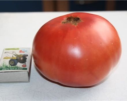 Características y descripción de la variedad de tomate Scorpio, su rendimiento.