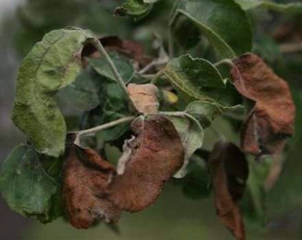 Ką daryti, jei obelų lapai nudžiūsta ir kaip juos gydyti, priežastys ir prevencija