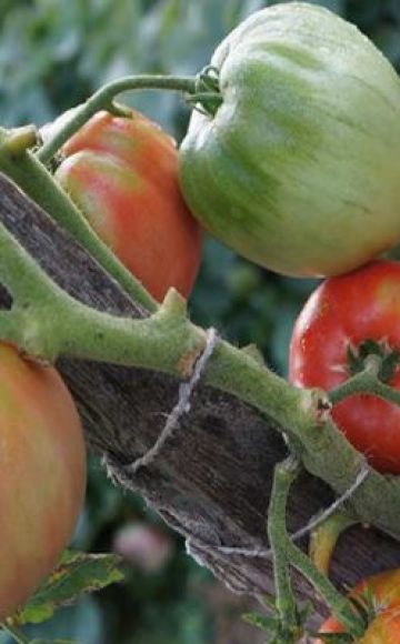 Pomidorų veislės „Dacosta portugalų kalba“ aprašymas ir jos savybės
