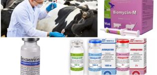 Знакови и дијагноза клостридиозе код говеда, лечење и превенција