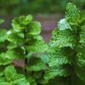 How to plant, grow and care for mint from seeds in the open field in the country