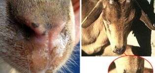 Ursachen und Symptome der Piroplasmose bei Ziegen, Behandlung und Vorbeugung