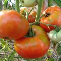 Popis odrůdy rajčat Vaše ctihodnost, vlastnosti pěstování a péče