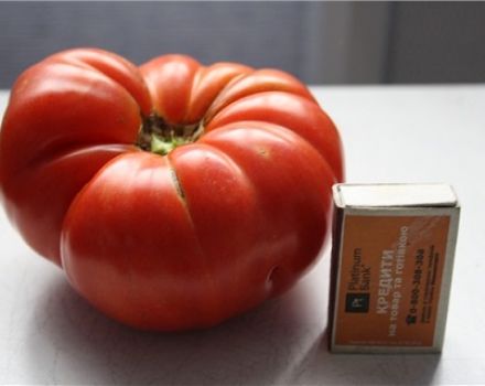 Productividad y descripción de la variedad de tomate Angela Gigant