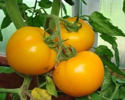 Pomidorų veislės „Eldorado“ aprašymas ir jos savybės