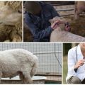 Infekčné a neinfekčné choroby oviec a ich príznaky, liečba a prevencia