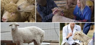 Enfermedades infecciosas y no infecciosas de las ovejas y sus síntomas, tratamiento y prevención.