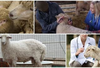 Infekcinės ir neinfekcinės avių ligos ir jų simptomai, gydymas ir prevencija