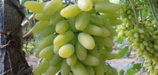 Timura vīnogu šķirnes apraksts un audzēšanas un kopšanas īpašības