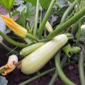 È possibile piantare zucchine in piena terra in agosto e luglio?