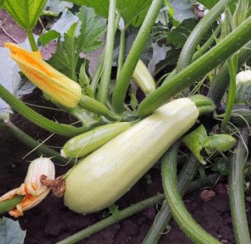 Ist es möglich, im August und Juli Zucchini auf offenem Boden zu pflanzen?