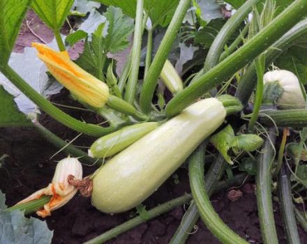 Är det möjligt att plantera zucchini i öppen mark i augusti och juli?