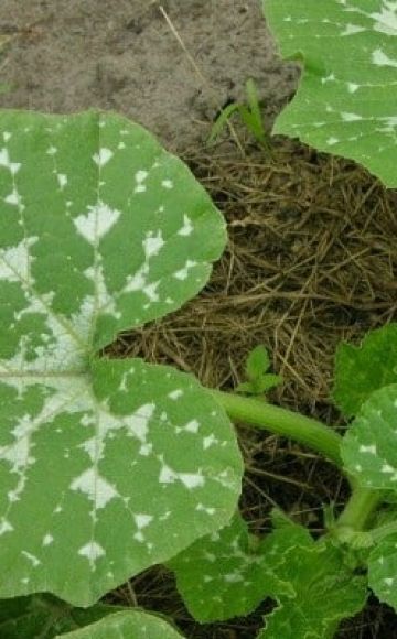 Outdoor treatment of pumpkin diseases and pest control