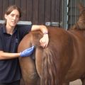Normale Pferdetemperaturen und Behandlungen für Anomalien