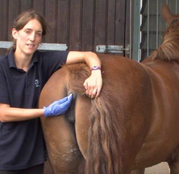 Нормална температура на конете и лечение за отклонения