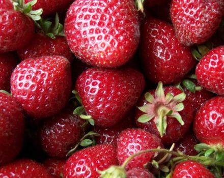 Περιγραφή και χαρακτηριστικά της ποικιλίας φράουλας Zenga Zengana, κανόνες καλλιέργειας