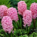 Kdy a jak zasadit hyacinty na otevřeném prostranství, pravidla péče a kultivace