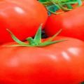 Beschrijving van de tomatenvariëteit Slavisch meesterwerk, plantenverzorging